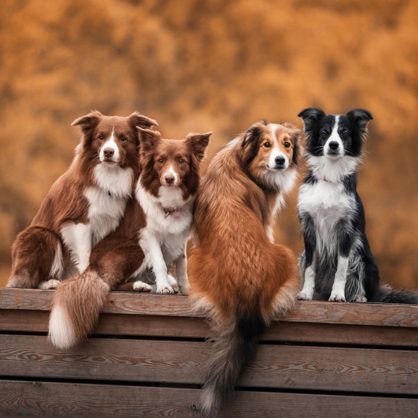 PERROS