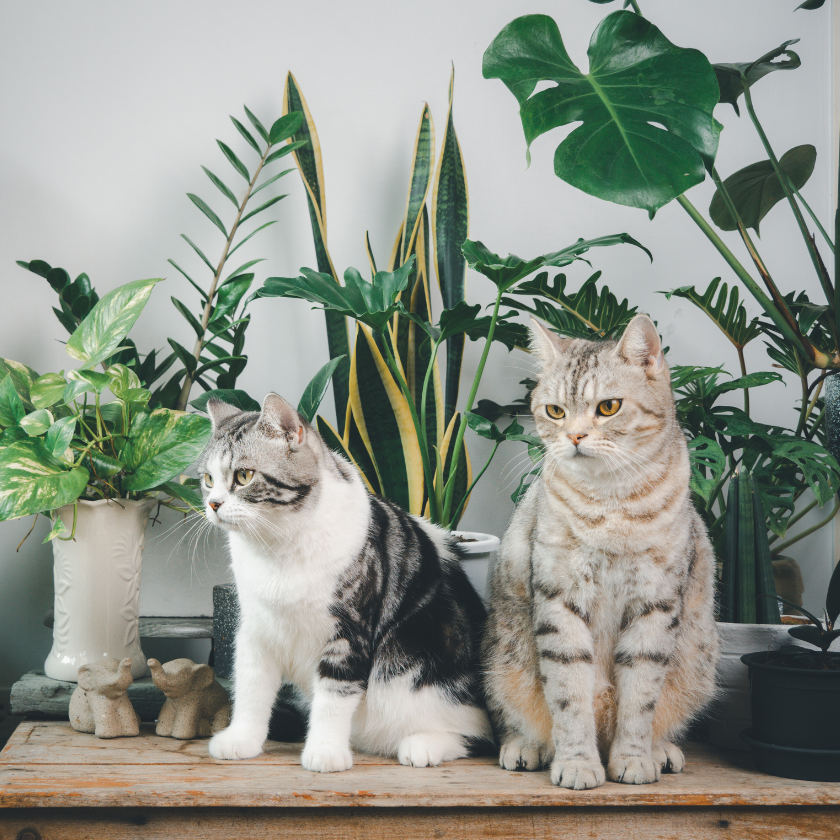 GATOS